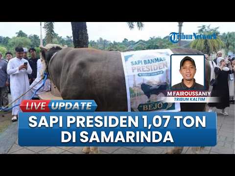Sapi Kurban Bantuan Presiden Jadi Primadona di Islamic Center Samarinda, Bobot Capai 1,07 Ton thumbnail