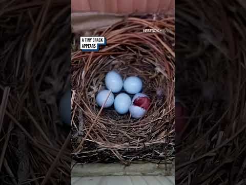In just 52 days, an empty box became home to a beautiful Bluebird family ???  #birds #birdwatching thumbnail