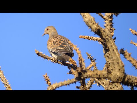 Pair of Oriental Turtle Doves Perched on Thorny Branches thumbnail