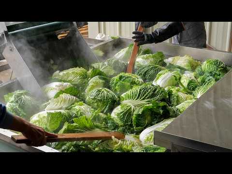Pickled Chinese Cabbage Mass Production, Pickled Cabbage Pork Hot Pot - Taiwan Food 酸白菜量產, 酸菜白肉鍋製作 thumbnail
