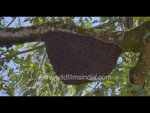 Giant Honey Bee colony hanging from a tree in Munnar thumbnail
