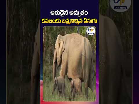 Rare Twin Elephant Calves Born at Corbett National Park in Uttarakhand thumbnail