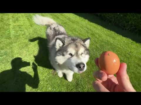 My Dog Reacts To Raw Egg Challenge!  thumbnail