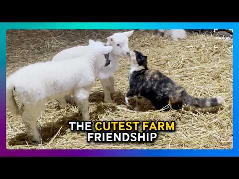 Cute Farm Cat and Lamb Friendship thumbnail