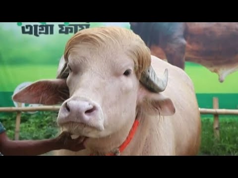 Buffalo nicknamed Donald Trump spared from sacrifice in Bangladesh thumbnail