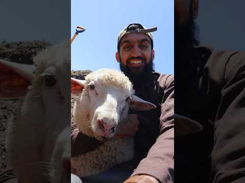 This Is How Halal Qurbani Is Actually Done (Lamb) thumbnail