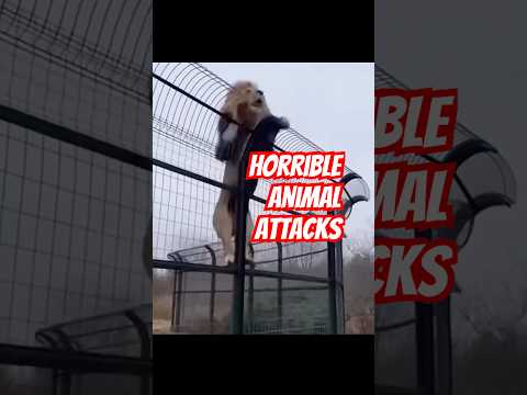 5 animal attacks 🫣 #animals #curiositymatters thumbnail