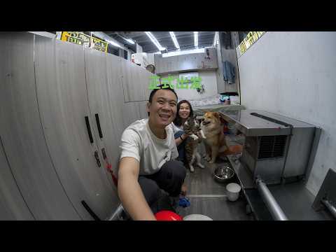 冷藏轻卡厢货带上流浪猫狗一起自驾西藏，今天正式出发了 thumbnail