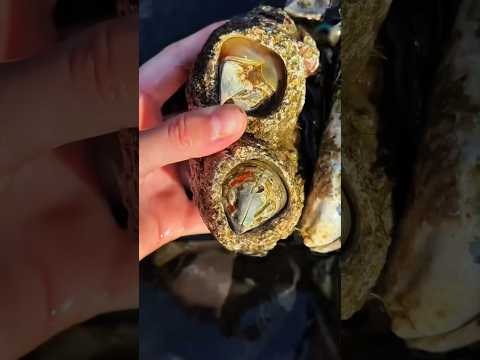Percebes cuello de ganso: los parásitos más aferrados del océano thumbnail