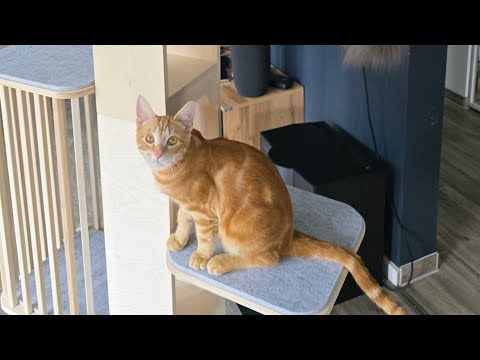 Was hat diese Katze aus dem Tierheim gekostet?! thumbnail