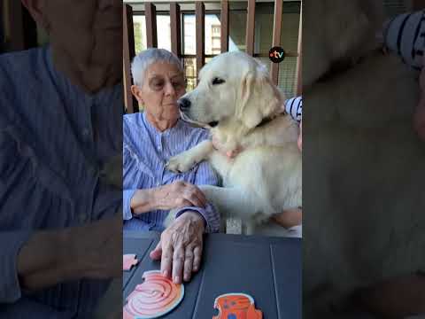 Cette chienne est devenue son repère face à Alzheimer thumbnail