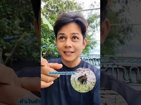 วันนี้จะพาไปดูตัวเงินตัวทองต่อสู้กันหรืออะไรยังไง #บังเอิญเจอ #funny #comedy #การแสดงเท่านั้น thumbnail