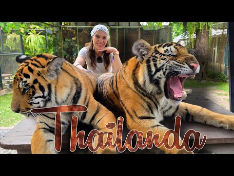 Ne-am jucat cu tigri in Thailanda- Daily vlog thumbnail