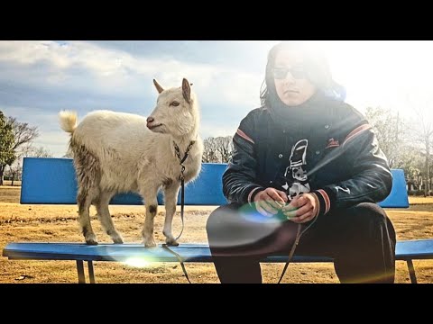 ヤギも飼い主に似る thumbnail