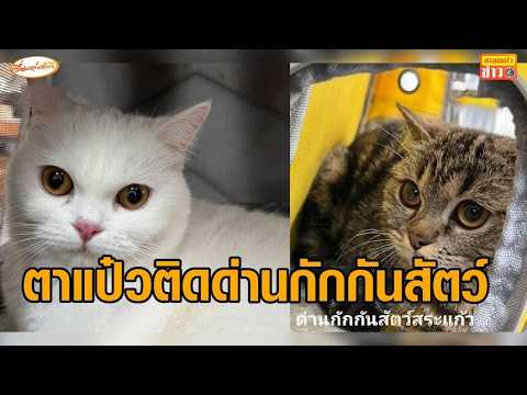 เปิดที่มา 'แมวสก็อตติช' 11 ตัว หลังด่านกักกันสัตว์สระแก้ว ประกาศขายทอดตลาด thumbnail