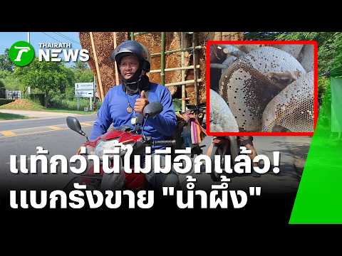 แท้กว่านี้ไม่มีอีกแล้ว! "พรานต้อย" ขี่ จยย. แบกรังผึ้งป่าสดๆ ตัดขาย | 4 มิ.ย. 69 | ห้องข่าวหัวเขียว thumbnail