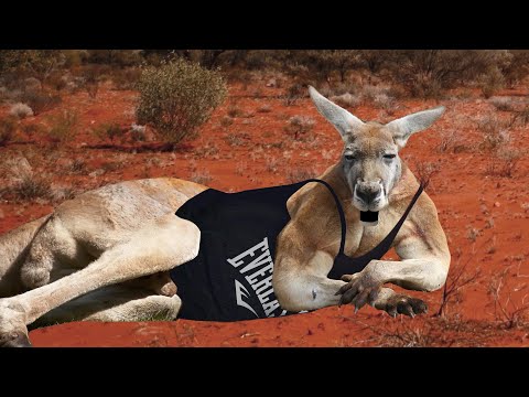If Kangaroos could Talk (animation) thumbnail