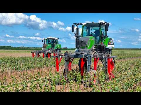 Incredible Fendt 310 High Clearance Tractors at Work! Hoeing Organic Apple Trees 🍏 | Verbeek Nursery thumbnail