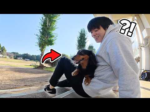 学校に迷い込んだダックスフンド【野生】 thumbnail