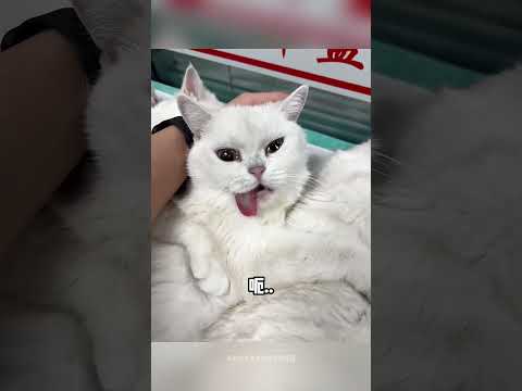 【搞笑动物配音】241，欢迎来到蛋宰派对 thumbnail