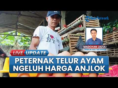 Curhat Peternak Telur Ayam di Trenggalek Harga Telur Anjlok, Pakan Ayam Tembus Rp23 Ribu thumbnail
