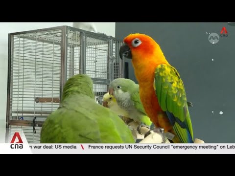 NParks receives average of more than 800 pet parrot-related feedback cases annually thumbnail