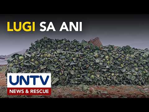 Mga magsasaka sa Benguet, lugi sa bagsak-presyo ng repolyo thumbnail