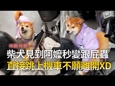 柴犬見到阿嬤秒變跟屁蟲　直接跳上機車不願離開XD｜#寵物雲 thumbnail