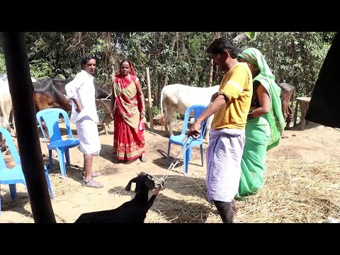 भाई भाई में बंटवारा 😍  // Ramlal Comedy // Ramlal ke Comedy #maithilicomedy 2025 thumbnail
