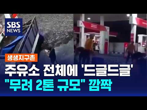 주유소 전체에 '드글드글'.."무려 2톤 규모" 깜짝 / SBS / 생생지구촌 thumbnail