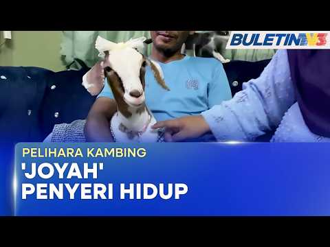 PELIHARA KAMBING | 'Joyah' Penyeri Hidup Pasangan Suami Isteri thumbnail