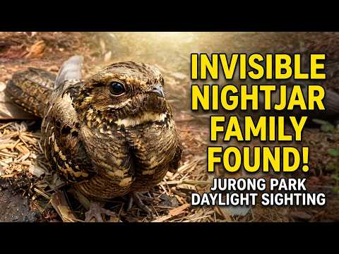 Nightjar Family Spotted In Broad Daylight At Jurong Park thumbnail