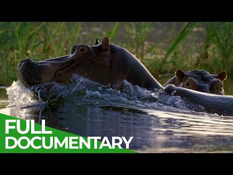 Nile: The Origins of The World’s Longest River | Free Documentary Nature thumbnail