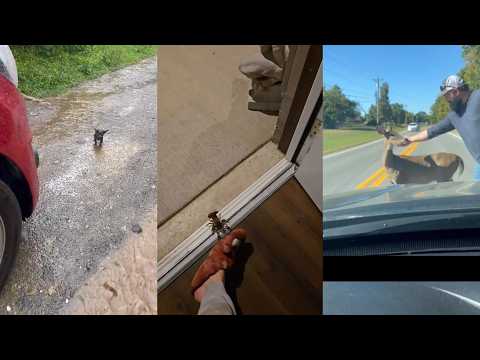 Occasional Miracles#lovestory #wildliferescue #pets #wildlife #animals #cute #rescue #love thumbnail
