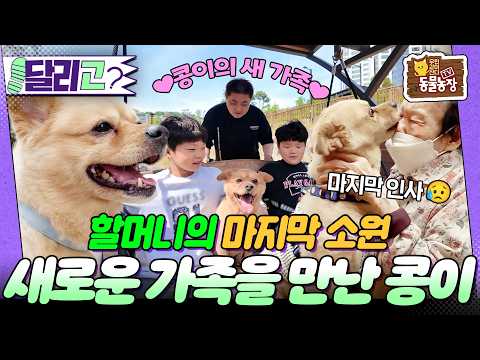 [🏃‍#달리GO] 치매 할머니와 콩이의 이별 그 이후의 이야기😥 할머니와의 마지막 인사와 콩이에게 새로 생긴 가족 #TV동물농장 #달리 #DALI thumbnail