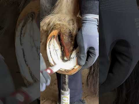 #hoof #horse #farrier #hoofcare #trimming thumbnail