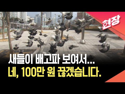 [현장영상] 딱 걸리면 20만 원…‘비둘기 밥 주기’ 오늘(1일)부터 집중 단속 / KBS 2026.06.01. thumbnail