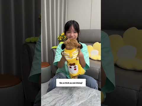 Chế tạo nhà cho cún con bị bỏ rơi thumbnail