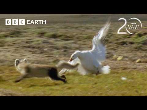 Arctic Fox vs Snow Geese | 20 Years of Planet Earth | BBC Earth thumbnail