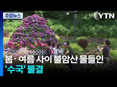 봄과 여름 사이 불암산 물들인 '수국' 물결 / YTN thumbnail