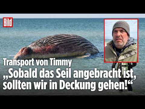 WAL TIMMY: Dänen wollen Buckelwal-Kadaver ins Meer ziehen – BILD-Reporter vor Ort in Anholt thumbnail
