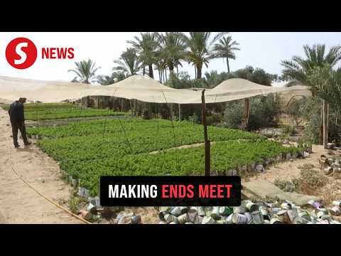 Gaza farmers turn to growing vegetables in recycled tin cans after losing land thumbnail