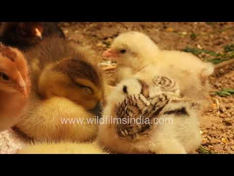 Mother hen caring for chicks in Wilderness Orchard thumbnail