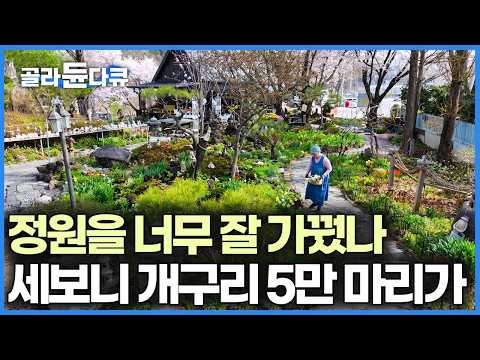 심심해서 가꾼 야생화 정원, 입소문 나 사람들도 찾아오고 개구리가 무려 5만 마리나 모였다｜한국기행｜#골라듄다큐 thumbnail