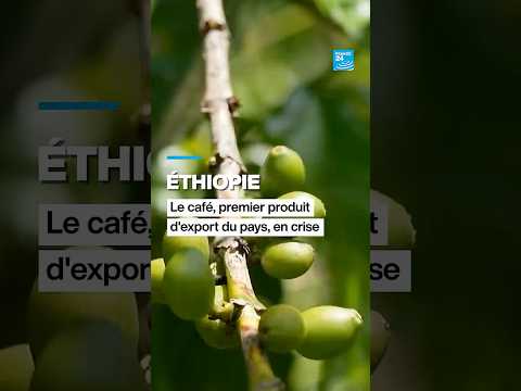 Éthiopie : le café, premier produit d'export du pays, en crise • FRANCE 24 thumbnail