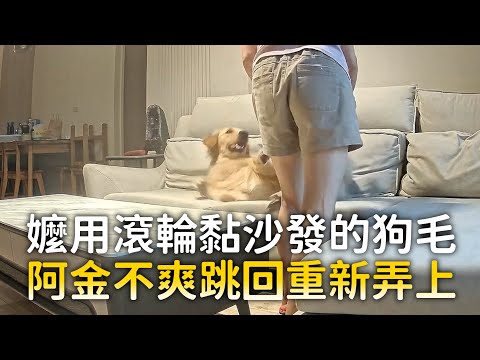 嬤用滾輪黏沙發的狗毛　阿金不爽跳回重新弄上｜#寵物雲 thumbnail