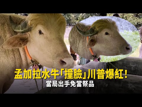孟加拉水牛「撞臉」川普爆紅！　當局出手免當祭品 thumbnail