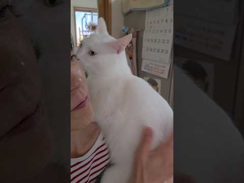 今のシロ。　 #猫のいる暮らし #保護猫 #猫 thumbnail