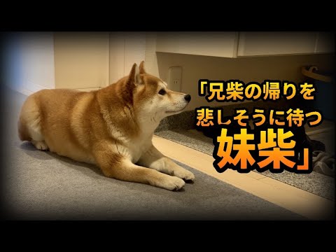 パパに散歩を置いてかれ、悲しそうな顔で兄柴の帰りを待ち続ける妹柴 thumbnail