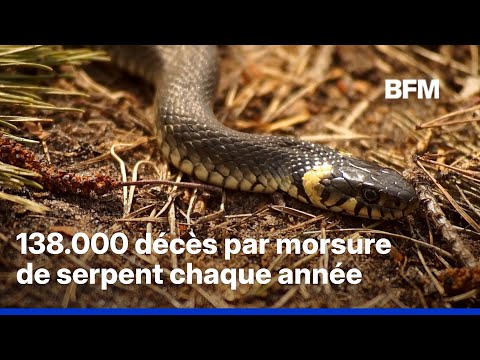 Pourquoi les serpents se rapprochent-ils de plus en plus des zones peuplées? thumbnail